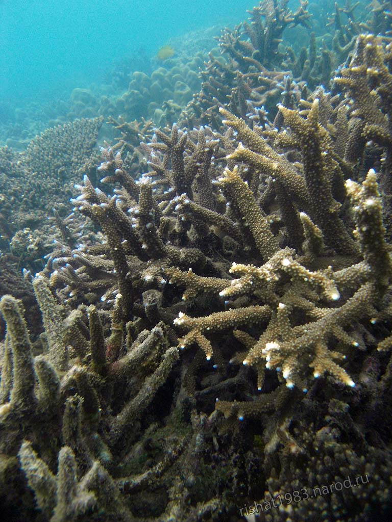 SDC10914.jpg - Nice Corals!