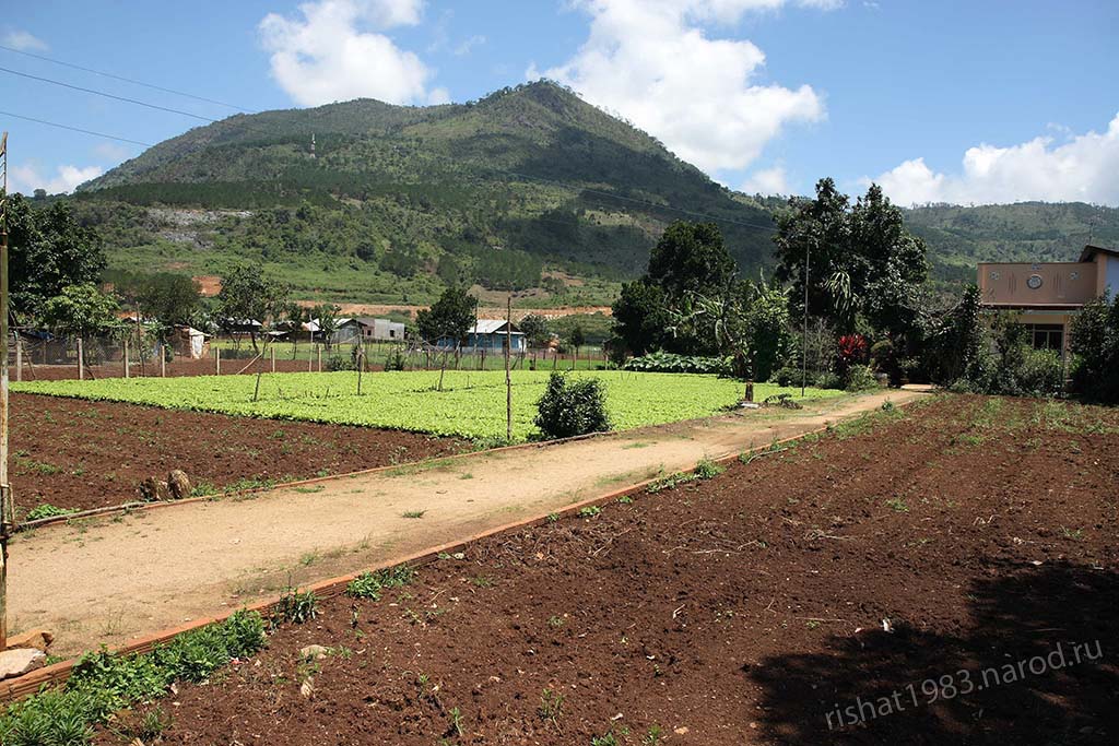 IMG_6609.jpg - Agriculture of the Chicken Village