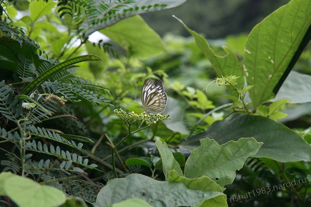 IMG_4839.jpg - Nice butterfly near the beach