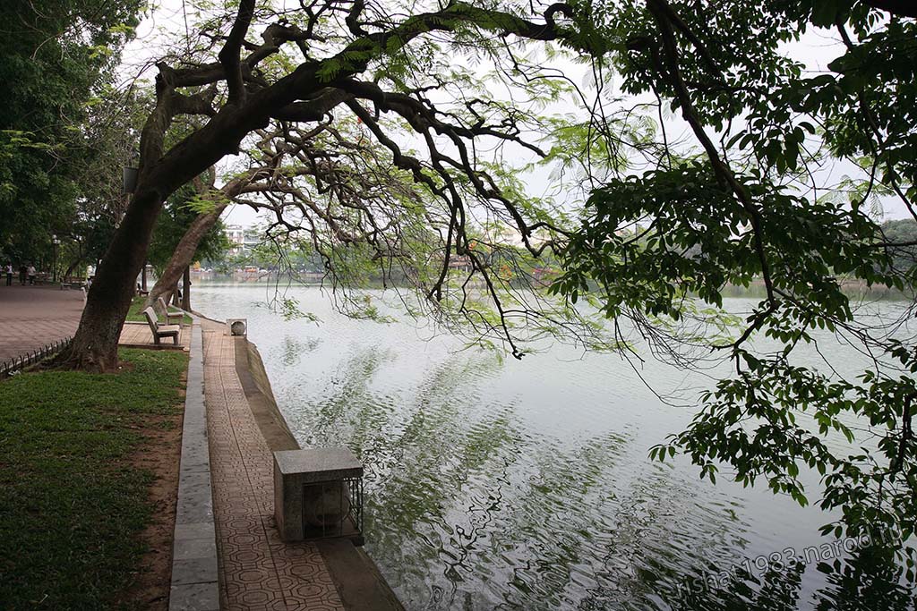 IMG_4078.jpg - Nice trees near Hoan Kiem Lake