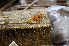 20130312_14_Thailand_Phuket_Bang_Tao_Beach_004