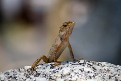 20130312_14_Thailand_Phuket_Bang_Tao_Beach_010