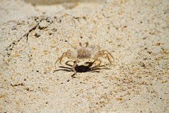 20130317_22_Thailand_Phuket_Nai_Yang_Beach_008