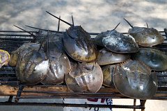 20130320_27_Thailand_Phuket_Nai_Yang_Beach_007