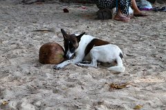 20130320_27_Thailand_Phuket_Nai_Yang_Beach_024