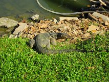 20130323_36_Thailand_Bangkok_Lumphini_Park_008