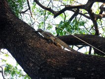 20130323_36_Thailand_Bangkok_Lumphini_Park_017