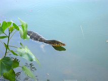 20130323_36_Thailand_Bangkok_Lumphini_Park_018